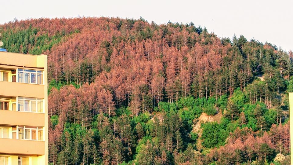 Нужни са спешни за мерки за повишаване устойчивостта на горите