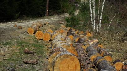 За скандални промени в Закона за горите предупреждават от Коалицията