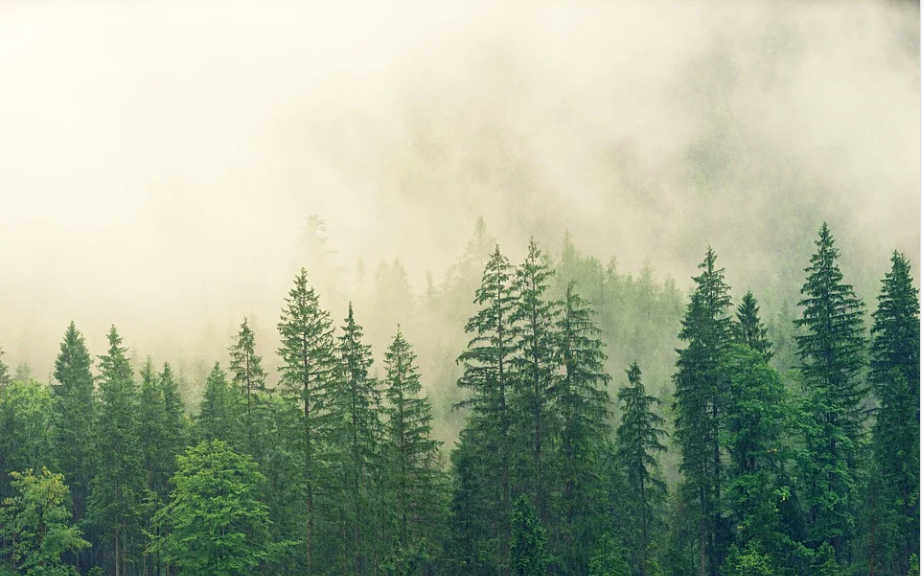 Повече от 420 милиона хектара гори са изчезнали от 1990
