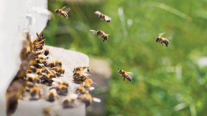 Глобалната криза с медоносните пчели изисква активни мерки защото 1