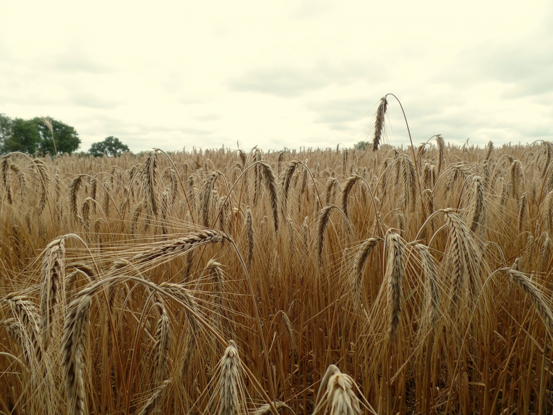 Срокът на забраната за внос на пшеница, царевица, рапица и