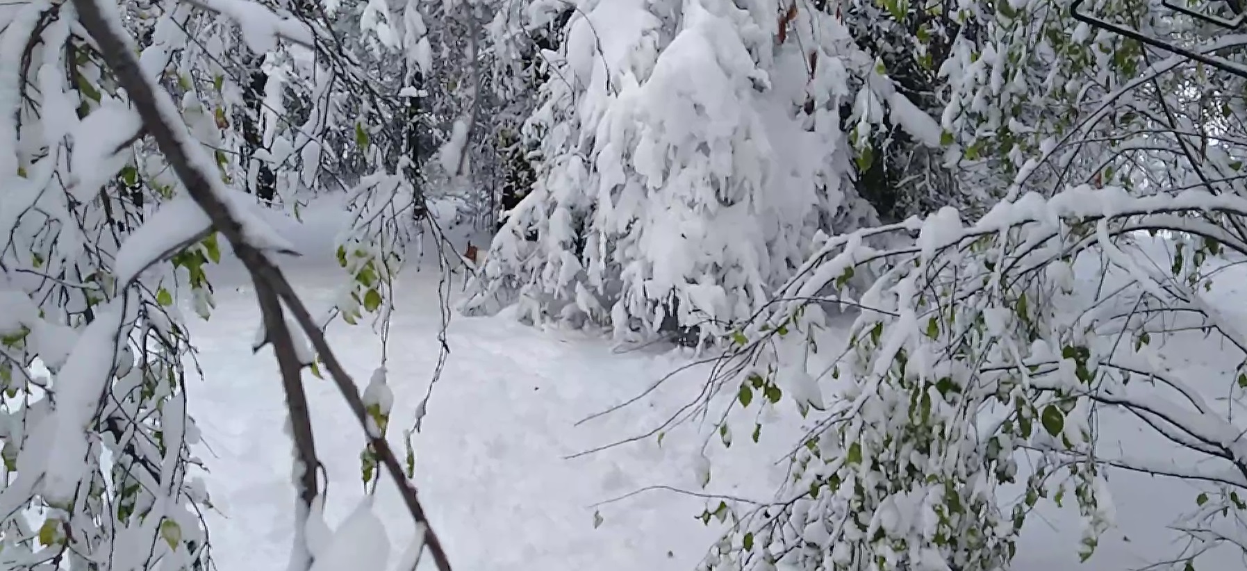 Има над 1500 сигнала за паднали от големия сняг дървета